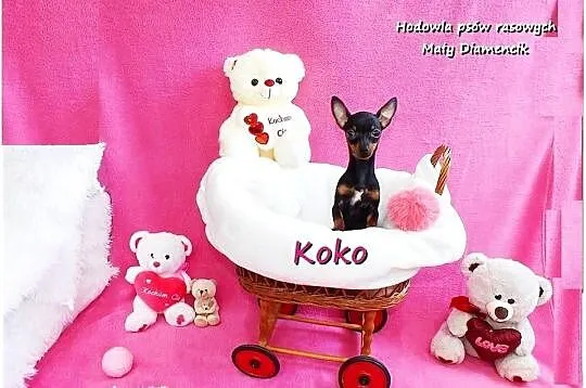 !! Ultra MINI !! Sunia KOKO Pinczer miniaturowy ( Ratlerek ) z Rodowodem, Lubuskie, Żary