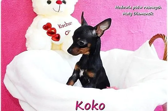 !! Ultra MINI !! Sunia KOKO Pinczer miniaturowy ( Ratlerek ) z Rodowodem, Lubuskie, Żary