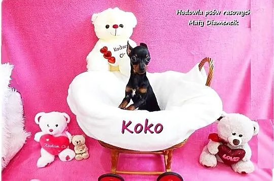 !! Ultra MINI !! Sunia KOKO Pinczer miniaturowy ( Ratlerek ) z Rodowodem, Lubuskie, Żary