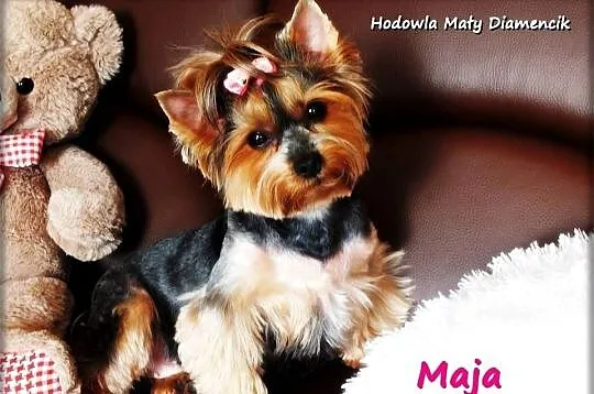 Yorkshire Terrier York Maja z Rodowodem do najlepszego domku