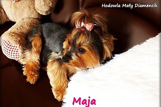 Yorkshire Terrier York Maja z Rodowodem do najlepszego domku, Lubuskie, Żary