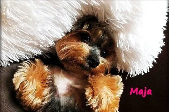 Yorkshire Terrier York Maja z Rodowodem do najlepszego domku, Lubuskie, Żary