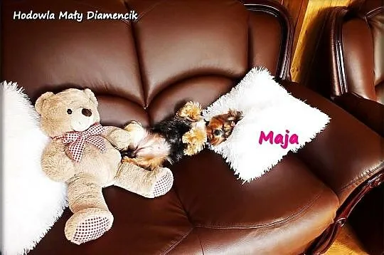 Yorkshire Terrier York Maja z Rodowodem do najlepszego domku, Lubuskie, Żary