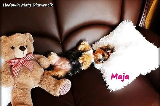 Yorkshire Terrier York Maja z Rodowodem do najlepszego domku, Lubuskie, Żary