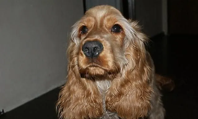 Cocker spaniel 5 miesięczny oddamy w dobre ręce