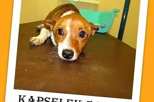4kg,mały,młody,1 rok,uwolniony z łańcucha piesek KAPSELEK.Pilne,  mazowieckie Warszawa