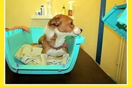 4kg,mały,młody,1 rok,uwolniony z łańcucha piesek K