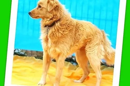 BAJKO-średni 9kg,młody,wesoły,łagodny,biszkoptowy 