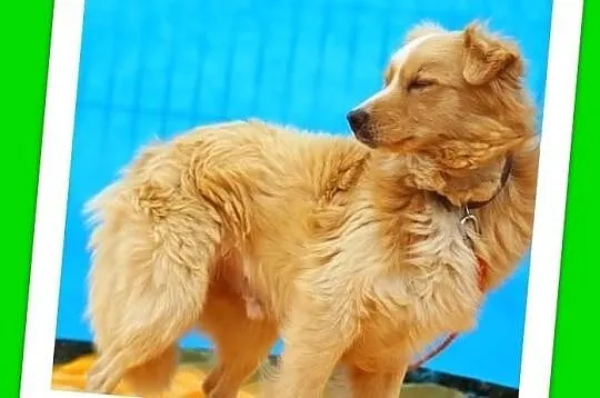 BAJKO-średni 9kg,młody,wesoły,łagodny,biszkoptowy 
