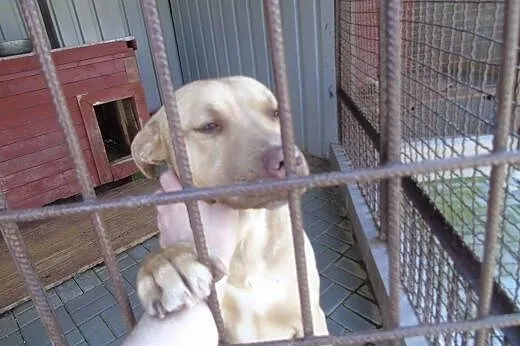Tyson ,przyszły mistrz świata szuka domu.,  Pozost