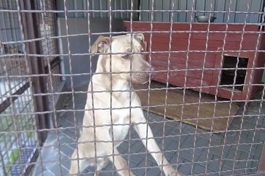 Tyson ,przyszły mistrz świata szuka domu.,  Pozost