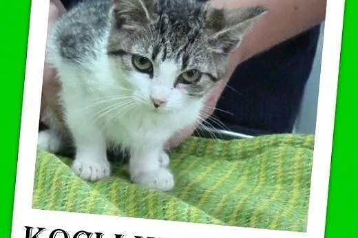 9 tyg.kociczki biało-bure do adopcji, odrobaczone.,  śląskie Katowice
