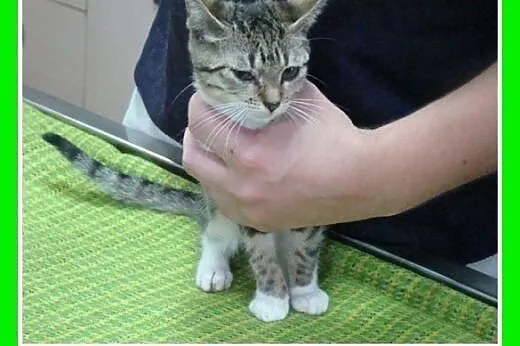 9 tyg.kociczki biało-bure do adopcji, odrobaczone.