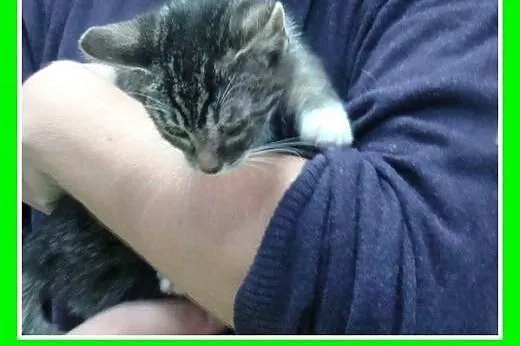 9 tyg.kociczki biało-bure do adopcji, odrobaczone.
