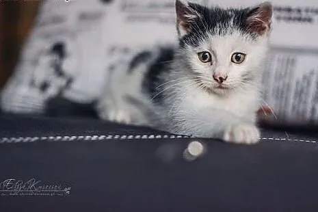 SAJGON - kochany 13 tyg. KOCUREK z plamką na nosie