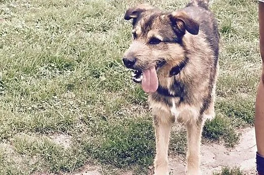 Maks kolejna ofiara człowieka szuka domu,  wielkopolskie Poznań