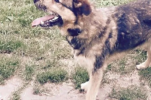 Maks kolejna ofiara człowieka szuka domu,  wielkop