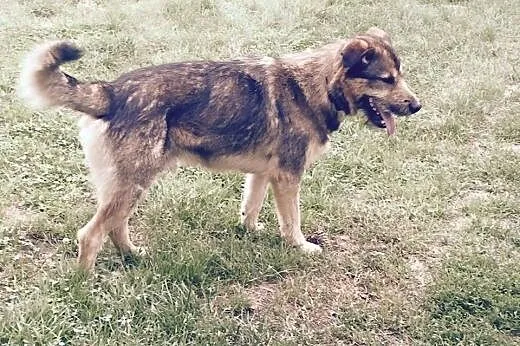 Maks kolejna ofiara człowieka szuka domu,  wielkop