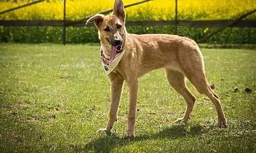 Kawka - 7 miesięczna do adopcji, kujawsko-pomorsk