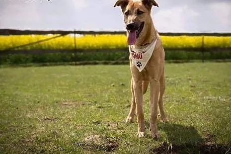 Kawka - 7 miesięczna do adopcji,  kujawsko-pomorsk