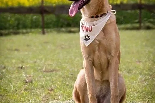 Kawka - 7 miesięczna do adopcji,  kujawsko-pomorsk