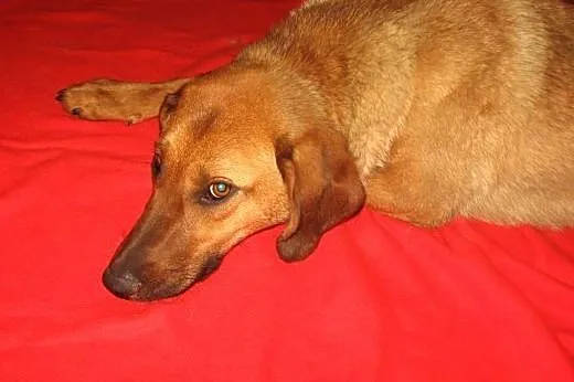 Mix posokowca,8-9 miesiecy,wysterylizowana,adopcja!!,  świętokrzyskie Kielce