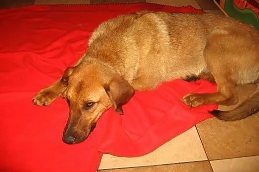 Mix posokowca,8-9 miesiecy,wysterylizowana,adopcja