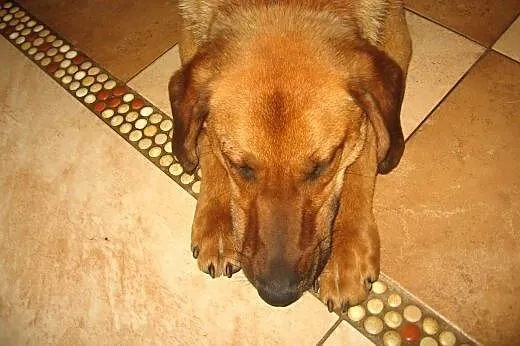 Mix posokowca,8-9 miesiecy,wysterylizowana,adopcja