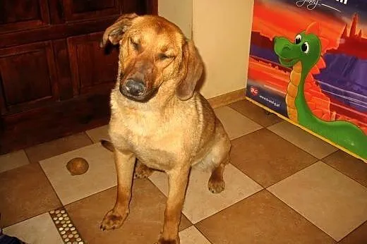 Mix posokowca,8-9 miesiecy,wysterylizowana,adopcja