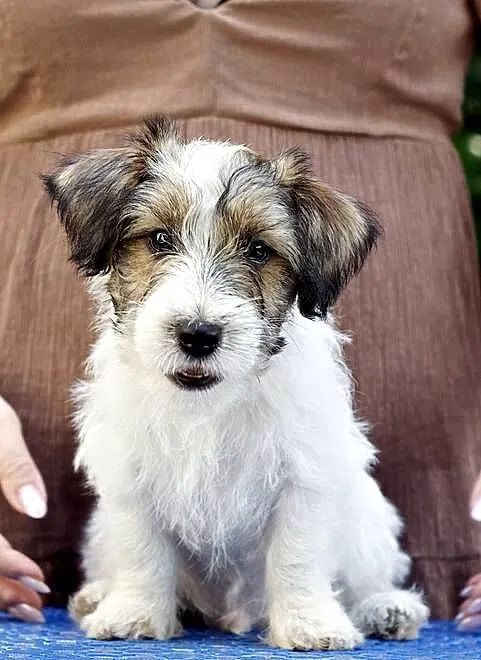 JACK RUSSELL TERRIER, Łódzkie, Łódź