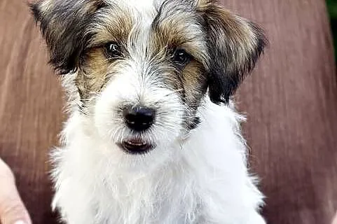 JACK RUSSELL TERRIER, Łódzkie, Łódź