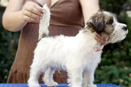 JACK RUSSELL TERRIER, Łódzkie, Łódź