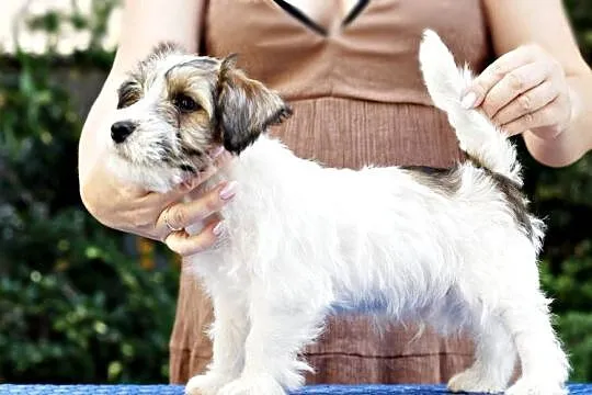 JACK RUSSELL TERRIER, Łódzkie, Łódź
