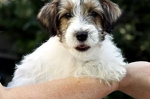 JACK RUSSELL TERRIER, Łódzkie, Łódź