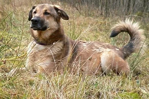 Midas - złoto, nie pies! :),  warmińsko-mazurskie 