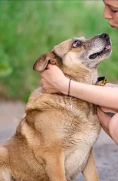 Tores - przekochany, niekonfliktowy psiak do adopcji  POMOCY, TORES WRACA Z ADOPCJI, bo nie szczeka