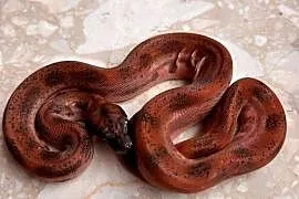 Boa cesarski hypo Leopard