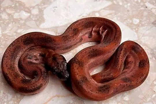 Boa cesarski hypo Leopard