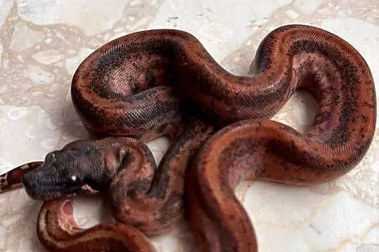 Boa cesarski hypo Leopard, Śląskie, Katowice