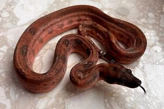 Boa cesarski hypo Leopard, Śląskie, Katowice