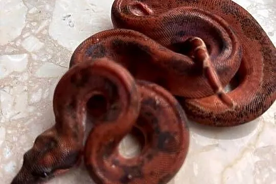 Boa cesarski hypo Leopard, Śląskie, Katowice