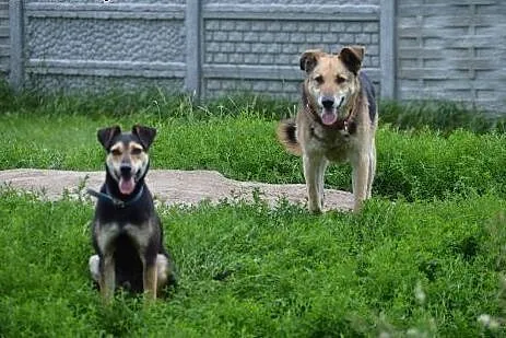 Dziadek marzy o właścicielu,  Kundelki cała Polska