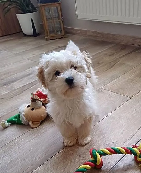 Maltipoo hybryda f1, Pomorskie, Starogard Gdański
