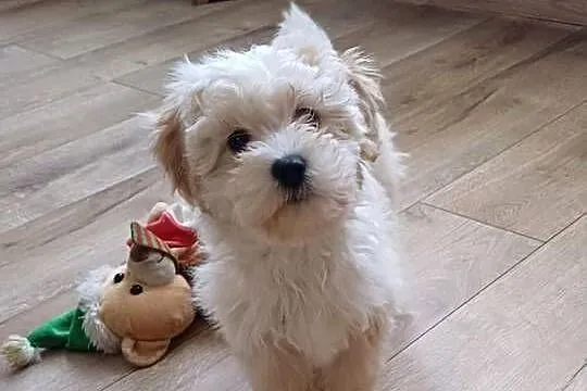 Maltipoo hybryda f1, Pomorskie, Starogard Gdański