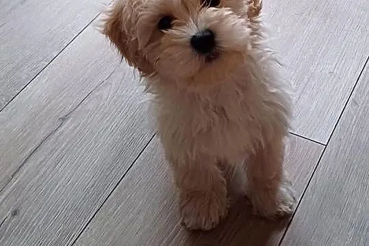 Maltipoo hybryda f1, Pomorskie, Starogard Gdański