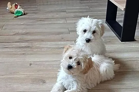Maltipoo hybryda f1, Pomorskie, Starogard Gdański