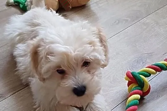 Maltipoo hybryda f1, Pomorskie, Starogard Gdański