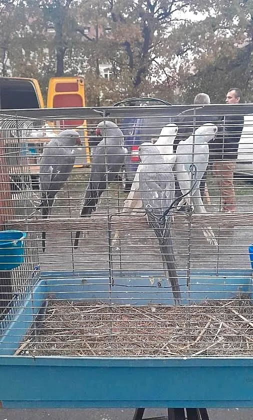 Aleksandretty sprzedam 22 i 23 rok, Dolnośląskie, Raków