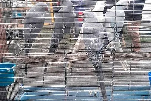 Aleksandretty sprzedam 22 i 23 rok, Dolnośląskie, Raków