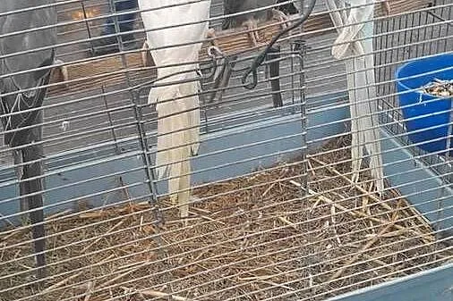 Aleksandretty sprzedam 22 i 23 rok, Dolnośląskie, Raków